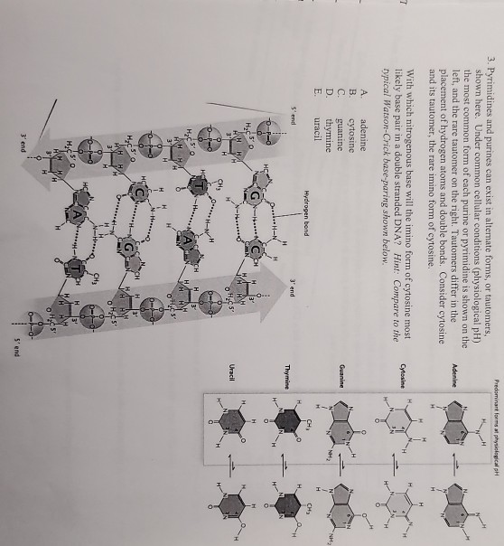 Predominant forms at physiological pH 3. Pyrimidines and purines can exist in alternate forms, or tautomers, shown here. Unde