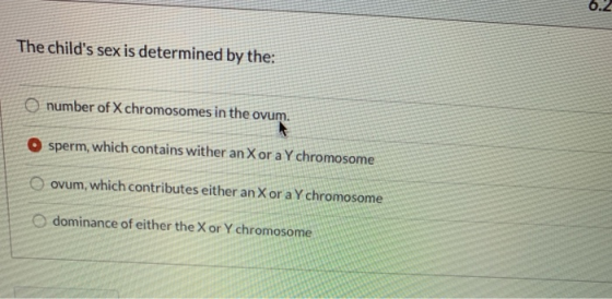 0.2 The childs sex is determined by the: number of X chromosomes in the ovum. O sperm, which contains wither an X or a Y chr
