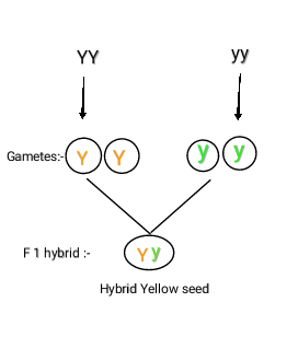 carmen Q0 00 F 1 hybrid :- (yy Hybrid Yellow seed
