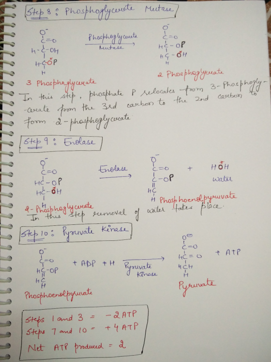 Step 8 8 Phosphoglyceuete Metase/ ć=0 Mutase H Phosphogly cemete H-E-OH HC-OR HCP HG-ÕH 3 Phosphoglycenate a Phosphog ycreate