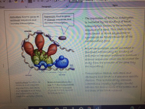 Styles Font Paragraph Activators bind to genes at Rapressors bind to genes seauences and at shaoser sequences and The expression of RNA in eukaryotes is initiated by the binding of basal transcription factors to the promoter sequence of a gene. This leads to the recruitment of RNA polymerase to sgnthesize an RNA transoript of the corresponding gene. uhancer increase transcription decrease transcription RNAtranscription can be increased or decreased additionally by binding of activator or repressor proteins to enhancer/ sitencer sequences which can be located far away from the promoter of the gene they are regulating - Transeription factors, activators and repressors bind DNA in a sequence specific fashion. This is achieved by chemical Enteractions (imostly hgdrogen bonds) between the piuino acts of the protein and the eases of the DNA molecinle to the