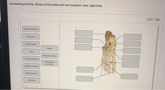Art-labeling Activity: Bones of the ankle and foot (superior view, right foot) Reset Help Lateral cuneiform Calcaneus Distal