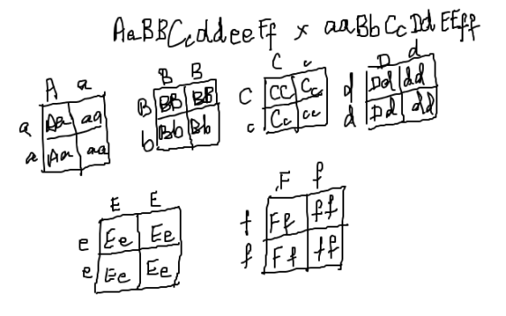 AaBBCeddee FF x aaBb Cc Id Efff +