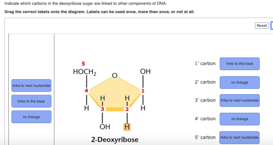 Indicate which carbons in the deoxyribose sugar are linked to other components of DNA. Drag the correct labels onto the diagr