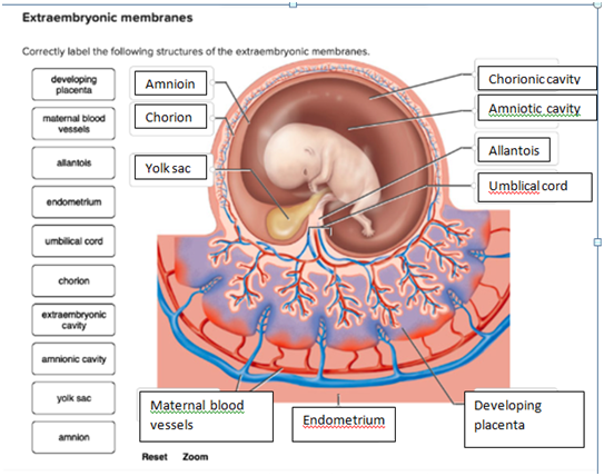 Extraembryonic membranes Correctly label the following structures of the extraembryonic membranes. developing placenta Amnioi