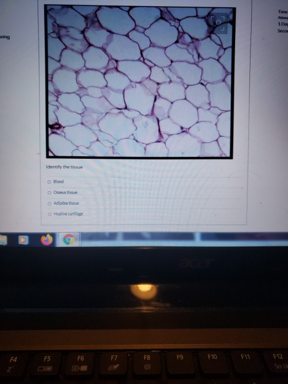 Time Attem 1 Da Secon oring Identify the tissue O Blood Osseus tissue Adipose tissue Hyaline cartilage F4 F5 F6 F7 F8 F9 F10