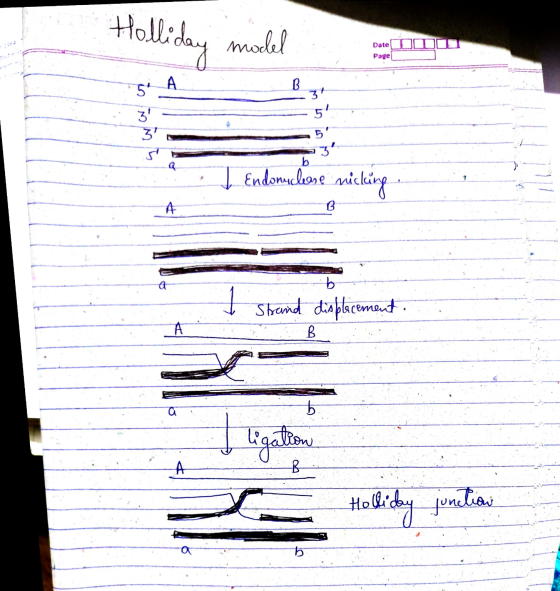 Holliday model Date Page A B 54 3+ 3 3 5 3 b I Endonuclease nicking A B A b 1 Strand displacement. А B to ligation A B Ho
