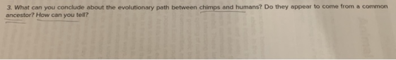 3. What can you conclude about the evolutionary path between chimps and humans? Do they appear to come from a common ancestor