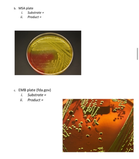 b. MSA plate i. Substrate = ii. Product = C. EMB plate (fda.gov) i. Substrate = ii. Product =