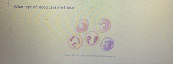 What type of blood cells are these CO 2 019 by Elsevier Inc. Altresned