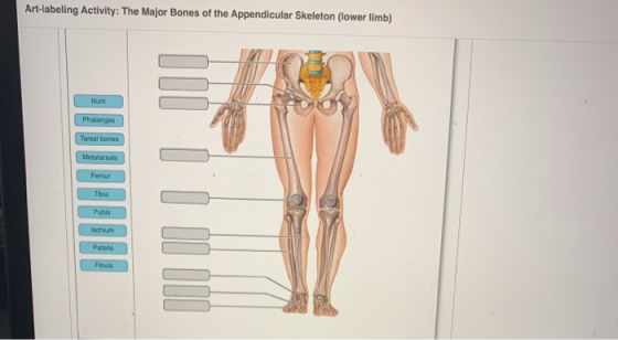 Art-labeling Activity: The Major Bones of the Appendicular Skeleton (lower limb) llum Phalanges Tarsal bones Metatarsals Femu