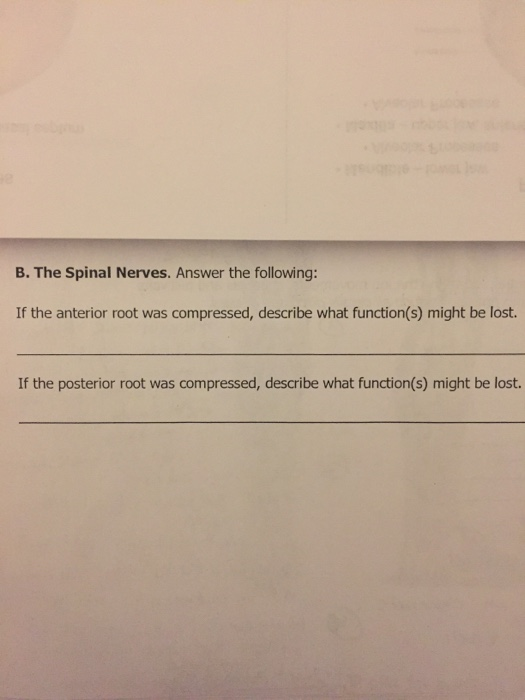 B. The Spinal Nerves. Answer the following: If the anterior root was compressed, describe what function(s) might be lost. If