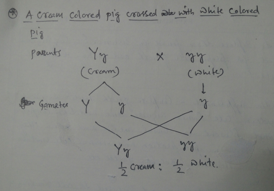 A cream colored pig crossed to with white colered Pig parents Yy x my (Cream) (white) for Gametes Yg - Cream yg - white,
