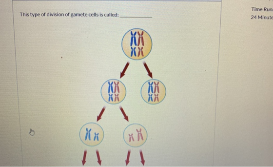 This type of division of gamete cells is called: Time Run 24 Minute
