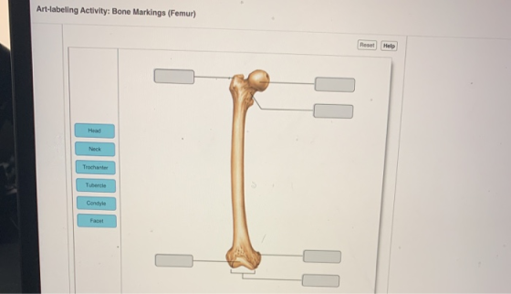 Art-labeling Activity: Bone Markings (Femur) Reset Help Head Neck Trochanter Tubercle Condyle Facet