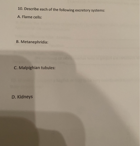 10. Describe each of the following excretory systems: A. Flame cells: B. Metanephridia: C. Malpighian tubules: D. Kidneys