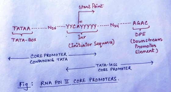 Start Point Inr TATAA -------N20 ----YYCAYYYYY...-- N24 ---- AGAC L ТАТА - Box DPE (Initiator sequence) (Downstream Promoter