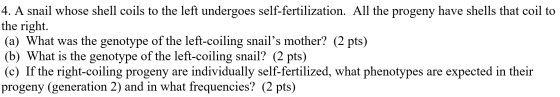 4. A snail whose shell coils to the left undergoes self-fertilization. All the progeny have shells that coil to the right. (a
