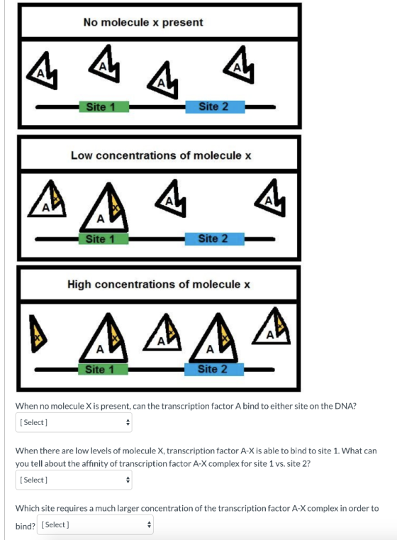 No molecule x present 44 4 - Site 1 Site 1 Site 2 Site 2 — Low concentrations of molecule x Site 1 Site 2 High concentrations