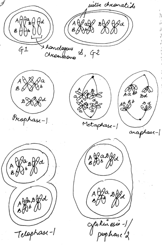 sistie chocomatids homologous S, G2 Chromosomes @ PS са Prophase-) Metaphase- Оором- Na Na Ada spa, cytokinesis-1/ Telephase-