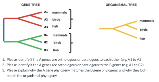 GENE TREE ORGANISMAL TREE A1 mammals birds mammals A3 fish birds B1 mammals fish B2 birds B3 fish 1. Please identify if the A