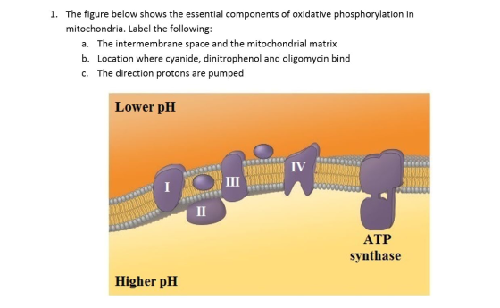 1. The figure below shows the essential components of oxidative phosphorylation in mitochondria. Label the following: a. The