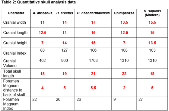 Table 2: Quantitative skull analysis data Character A. africanus H. erectus H. neanderthalensis Chimpanzee H. sapiens (Modern