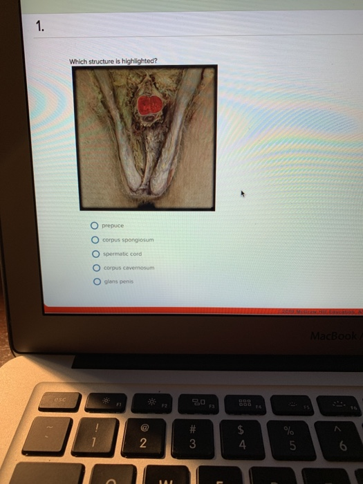 1. Which structure is highlighted? O prepuce O corpus spongiosum O spermatic cord O corpus cavernosum glans penis atuon MacBo