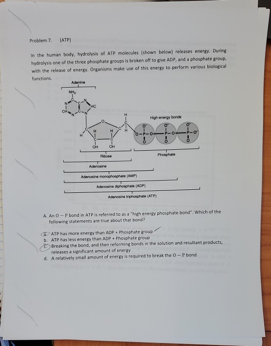 Problem 7. (ATP) In the human body, hydrolysis of ATP molecules (shown below) releases energy. During hydrolysis one of the t