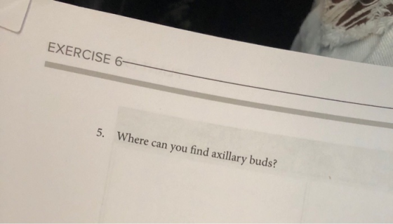EXERCISE 6- 5. Where can you find axillary buds?