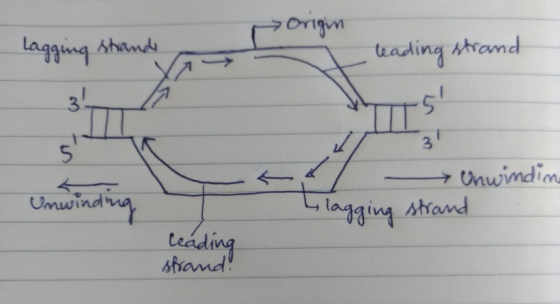 > OY Lagging stands leading strand Um → Unwindin Llagging strand leading strand!