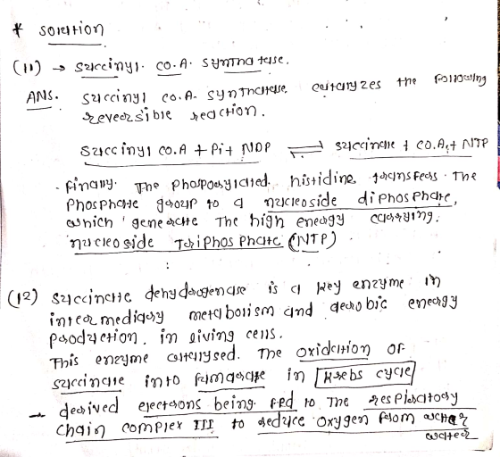 LOUSE * Sorention (10) > succiny, Co. A. Syntna tese, ANS. 52ccinyl Co. An syn Thoitele. Reversible reaction. Outcrlyzes the