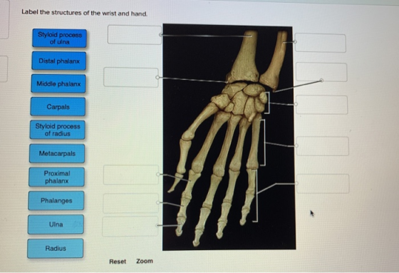 Label the structures of the wrist and hand. Styloid process of ulna Distal phalanx Middle phalanx Carpals Styloid process of