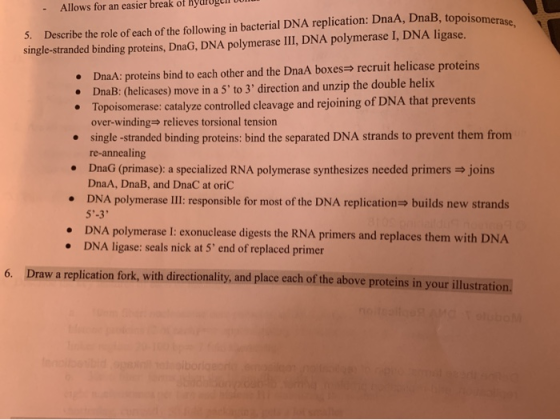 Allows for an easier break of HydrUGLIO 5. Describe the role of each of the following in bacterial DNA replication: DnaA, Dna