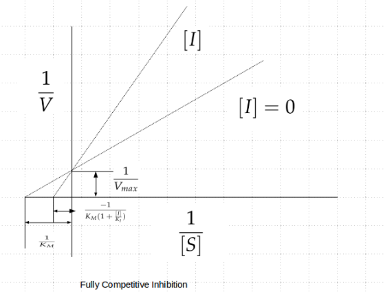 1 [I 0 V 1 Vmax -1 1 Км(1 + [S] 1 KM Fully Competitive Inhibition
