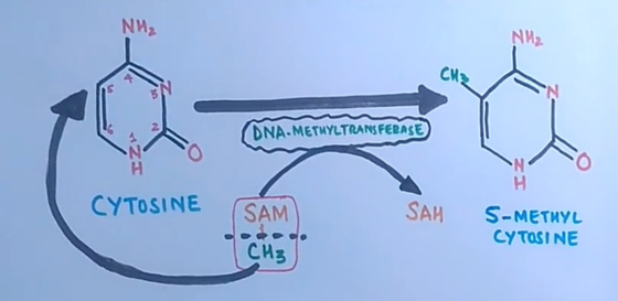 DNA.METHYLTRANS FEBASE CYTOSINE SAM SAH SMES S-METHYL CYTOSI NE CHE