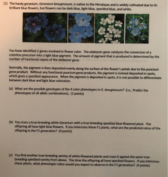 (1) The hardy geranium, Geranium lanuginosum, is native to the Himalayas and is widely cultivated due to its brilliant blue flowers, but flowers can be dark blue, light blue, speckled blue, and white. You have identified 2 genes involved in flower color. The alabaster gene catalyzes the conversion of a colorless precursor into a light blue pigment. The amount of pigment that is produced is determined by the number of functional copies of the alabaster gene. Normally, the pigment is then deposited evenly along the surface of the flowers petals due to the punctunm gene product. Without any functional punctum gene products, the pigment is instead deposited in spots which gives a speckled appearance. When the pigment is deposited in spots, it is not possible to differentiate between dark blue and light blue coloration. (a) What are the possible genotypes of the 4 color phenotypes in G. lanuginosum? (i.e, Predict the phenotypes of all allelic combinations). (2 points (b) You cross a true-breeding white Geranium with a true-breeding speckled blue-flowered plant. The offspring all have light blue flowers. If you intercross these F1 plants, what are the predicted ratios of the offspring in the F2 generation? (4 points) (c) You find another true-breeding variety of white-flowered plants and cross it against the same true- breeding speckled variety from above. This time the offspring all have speckled flowers. If you intercross these plants, what phenotypic ratios would you expect to observe in the F2 generation? (4 points)