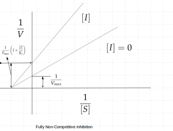 1 [I] 0 1 Vmax 1 Vmax 1 [S] Fully Non-Competitive Inhibition