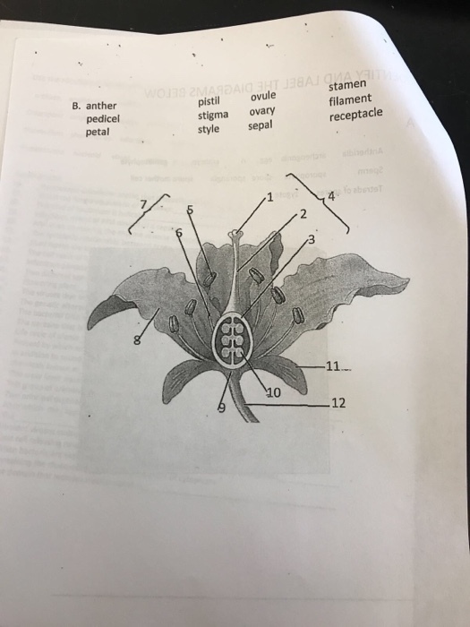 stamen filament receptacle B. anther pedicel petal pistil ovule stigma ovary style sepal 4 10 12