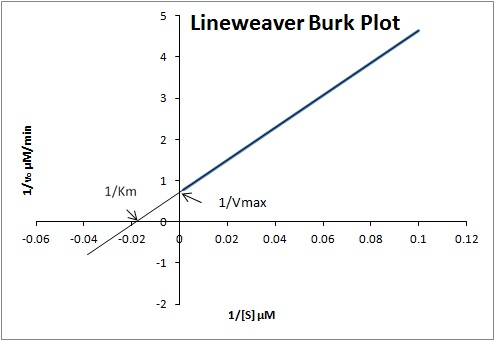 5 ] Lineweaver Burk Plot 1/. M/min 1 1/Km 1 1/Vmax -0.06 -0.04 -0.02 0.02 0.04 0.06 0.08 0.1 0.12 1/[S]uM