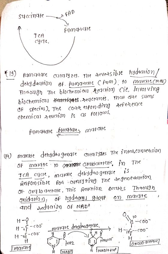 scipate (D Filmdochte TCA cycle. fumadase chalyzes. The creversibié hydaction / deny daction of Ramcorcite C Aerm), 10 Mchach