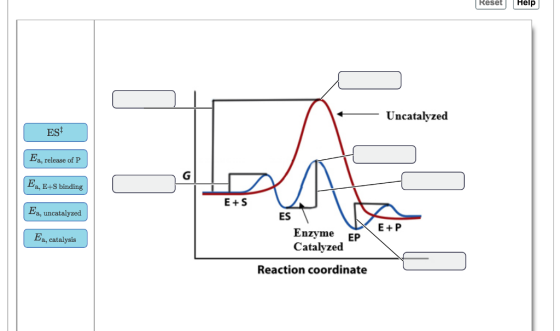 Reset Help Uncatalyzed a, release of P Pa, E+S binding E+S a, uncatalyzed ES E+ P Enzyme EP Catalyzed a, catalysis Reaction coordinate