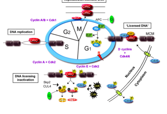 RC ORC Cyclin A/B+ Cdk APC Licensed DNA Rb DNA replication MCM ORC Rb S G1 D cyclins Cdk4/6 Cyclin A Cdk2 Cyclin E+Cdk2 ORC DNA licensing inactivation Skp2 CUL4 → Cok