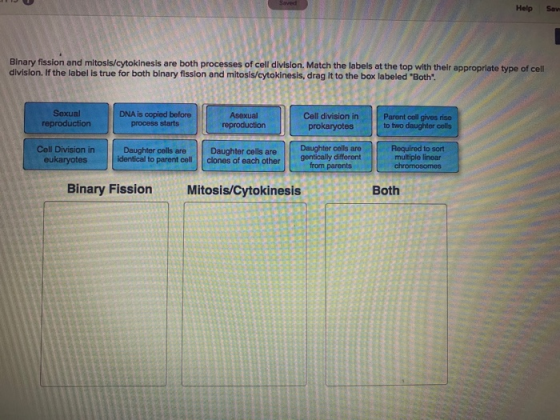 Helps Binary fission and mitosis/cytokinesis are both processes of cell division. Match the labels at the top with their appr