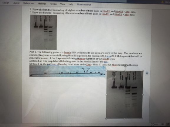Design Layout References Mailings Review View Help Picture Format B. Show the band (s) consisting of highest number of base p