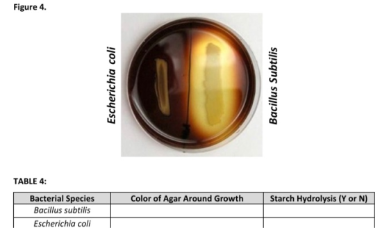 Figure 4. Escherichia coli Bacillus Subtilis TABLE 4: Color of Agar Around Growth S tarch Hydrolysis (Y or N) Bacterial Speci