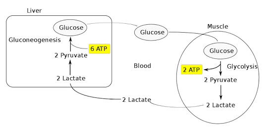 Liver (Glucose Muscle Glucose Gluconeogenesis 6 ATP 2 Pyruvate Glucose Blood 2 ATP Glycolysis 2 Lactate 2 Pyruvate -2 Lactate