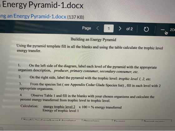 Energy Pyramid-1.docx ing an Energy Pyramid-1.docx (137 KB) Page < 1 > of 2 ZOO Building an Energy Pyramid Using the pyramid