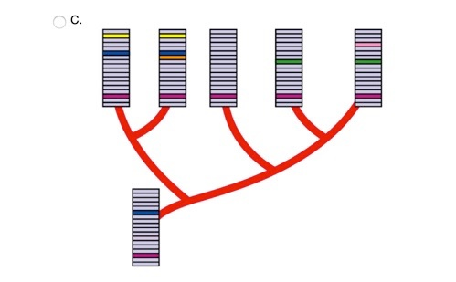 C.