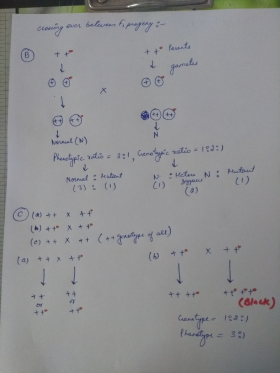 crossing over between t, progeny o- ® + + + to Parents gametes Normal (N) Phenotypic ratio = 301, Genotypic ratio=182) Mutant